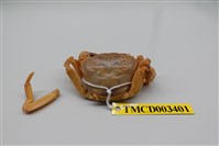 藏品(拉氏清溪蟹)的圖片